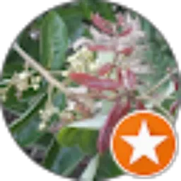 Review From BUDIGANESA 78