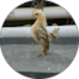 Review From Pados Ngertos