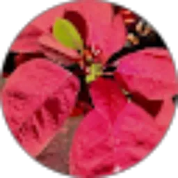 Review From Ima Firmanti