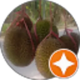 Review From Supra Bapak