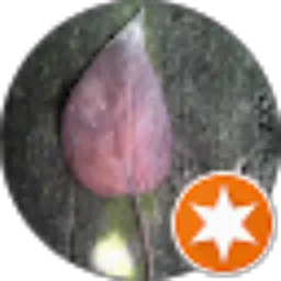 Review From Jr Aditama