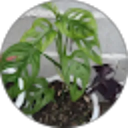 Review From dwi Yunzi