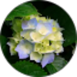 Review From riasari mahanani