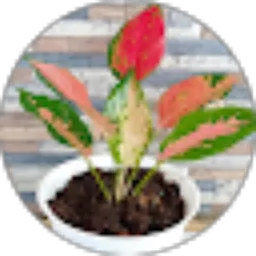 Review From Arsya Ae