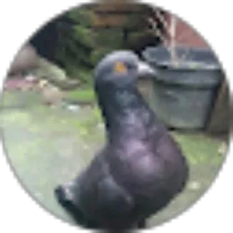 Review From Gunawan Eko