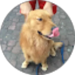 Review From Alvito Gemilang