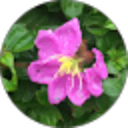 Review From Antonia S.P