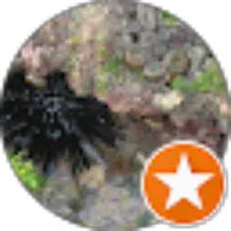 Review From Craft ideas