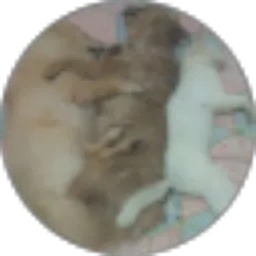 Review From My boy Pao2