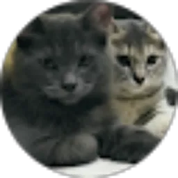 Review From BuCha_official