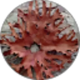 Review From Wardoyo Yoyok