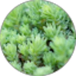 Review From Sakti Sandi