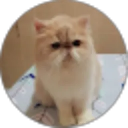 Review From Rachmad Riza