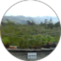 Review From Chandra Iswara