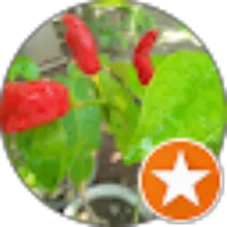 Review From tetto