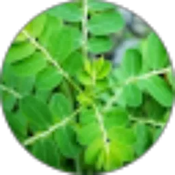 Review From Priyo Utomo