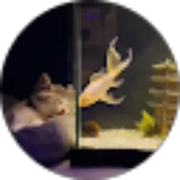 Review From Wilfred Brenaldo