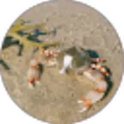 Review From Dendro Bium