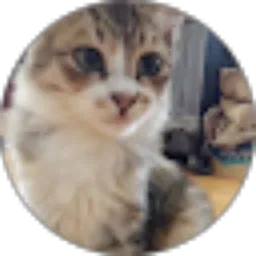 Review From Halo Semua