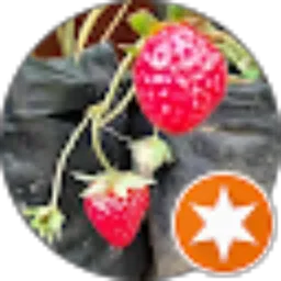 Review From Suhendar Hendar