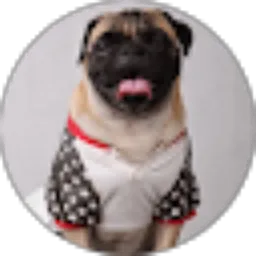 Review From Jiang Jimbo