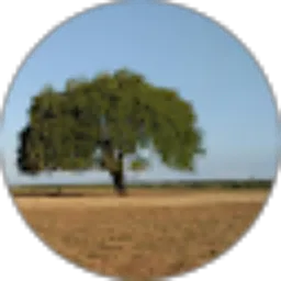 Review From dwinanto s