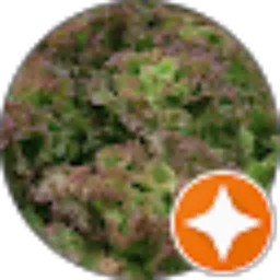 Review From Sony Gunawan