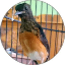 Review From A A ardo