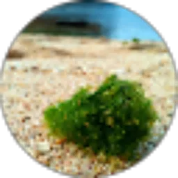 Review From Dwi Winarno