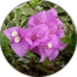 Review From JIEBUL 72