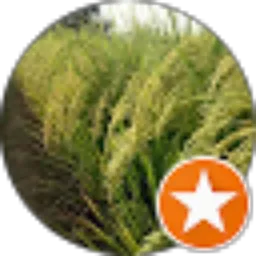 Review From cabang banyumas