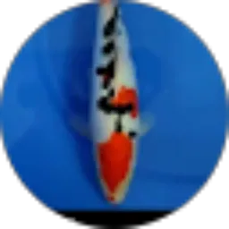 Review From Tayoo Koi