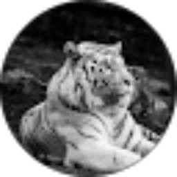 Review From Hasan Thoyyar