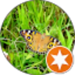 Review From Pangeran Timur Merauke Papua