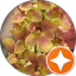 Review From Mira Evy