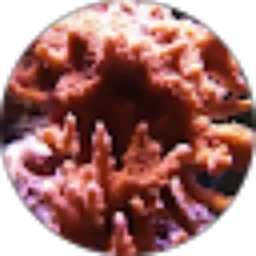 Review From Samsul Arifin