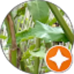 Review From syahmurai Next