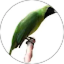 Review From Ricky Akung