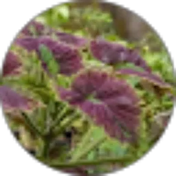 Review From Timotius Hery Setiawan