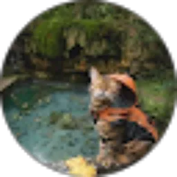 Review From Dreamy Night