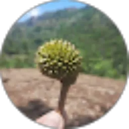 Review From petra nugroho