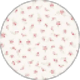 Review From Audrey Belvania