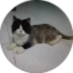 Review From Notorious The Eagle