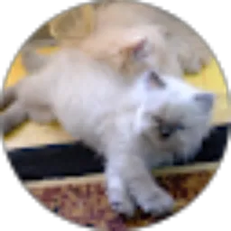 Review From Pooh Moon Cat