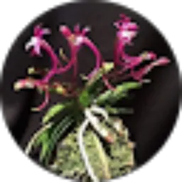 Review From d'Boz Plat AE