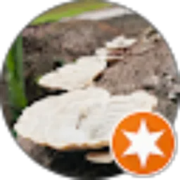 Review From Rika Koto