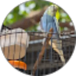 Review From Agung Prastyo