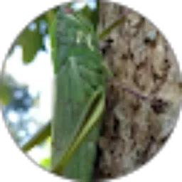 Review From Mas Alex