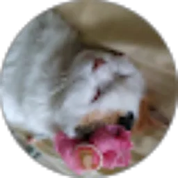 Review From anabel amirah k