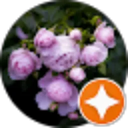 Review From Misda Wati